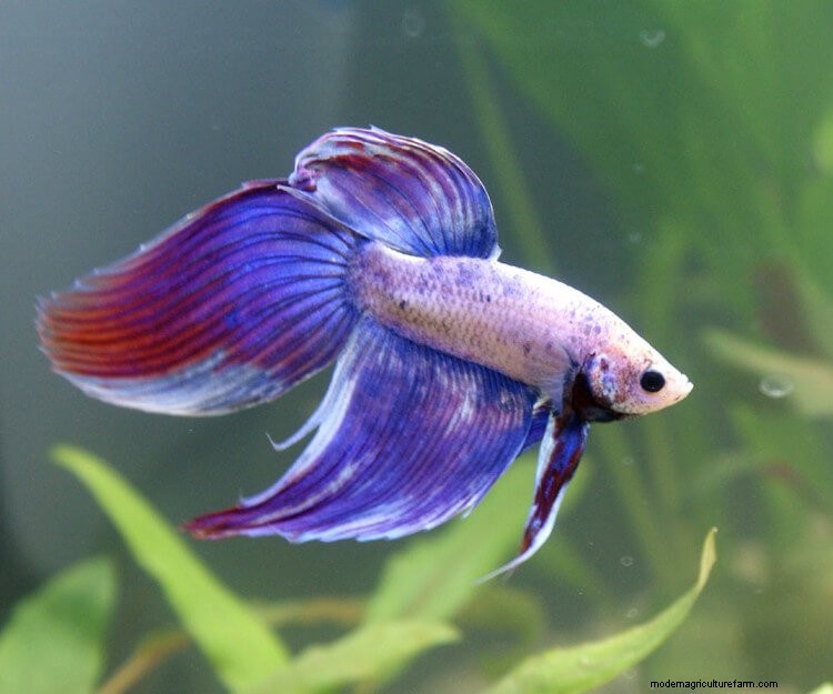 Betta Fish Tumor (Prognosis, Cures & Likelihood)