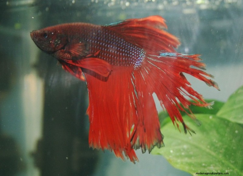 Betta Fish Fin Loss (Causes, Treatments & Prevention)