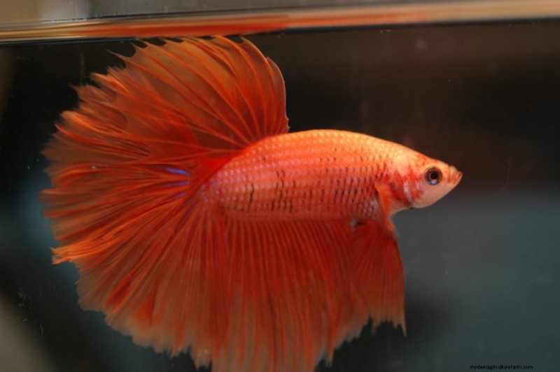 Betta Gill Flukes (Symptoms, Treatment, Prevention)