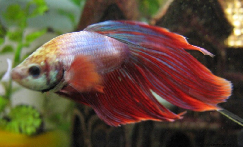 Tuberculosis In Betta Fish – Can It Be Cured?