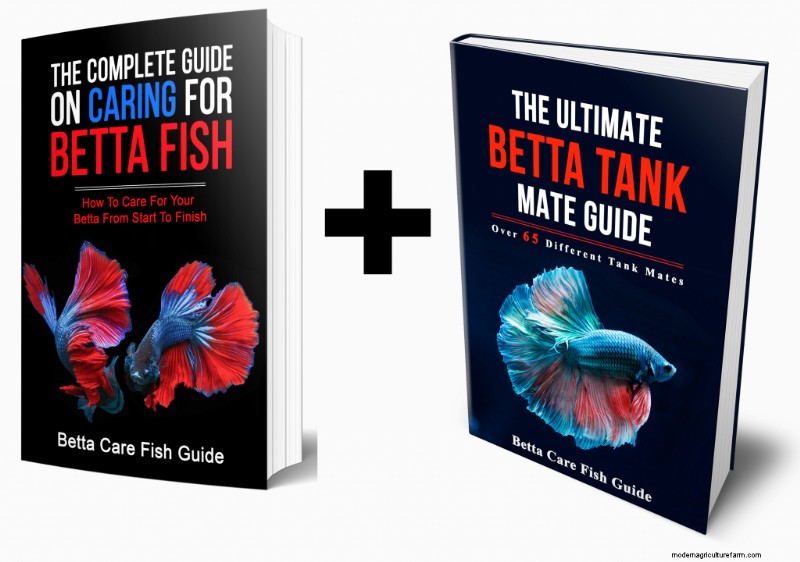 Constipation In Betta Fish (Complete Guide)