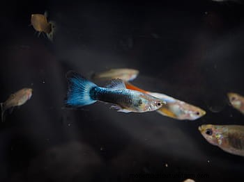 Guppy With A Bent Spine? (Main Causes Explained)