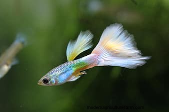 Velvet Disease In Guppies (Causes, Symptoms, Treatment, Prevention)