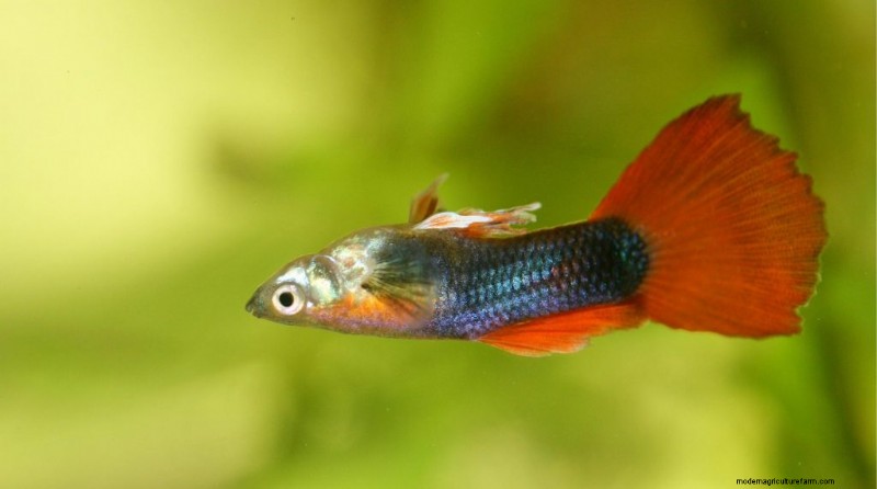 Why Is Your Guppy Swimming Upside Down? (SBD Explained)