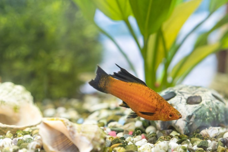 6 Reasons Your Goldfish Is Turning Black (And What To Do)