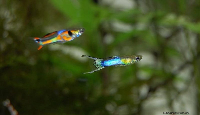 Do Guppies Eat Their Babies? (& How To Prevent It)