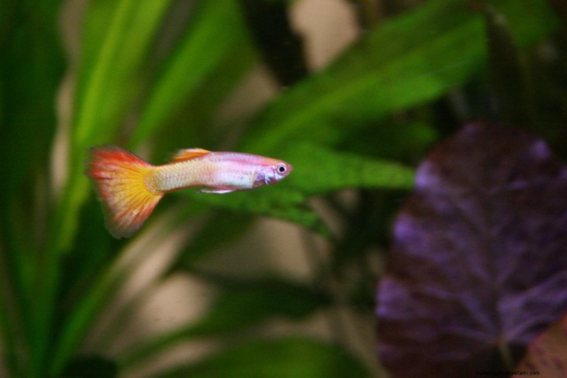Why Do Guppies Die And How To Prevent It from Happening!
