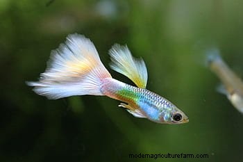 Are Guppies Aggressive? (Guppy Fighting Guide)