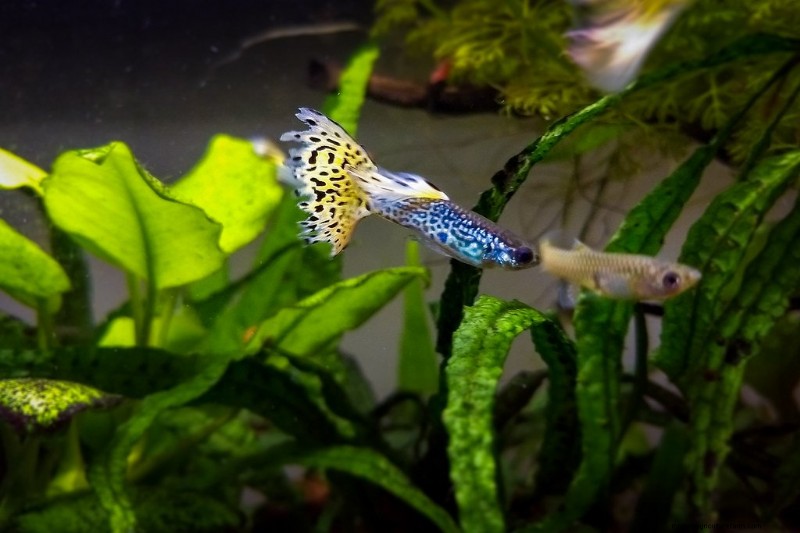 Are Guppies Aggressive? (Guppy Fighting Guide)