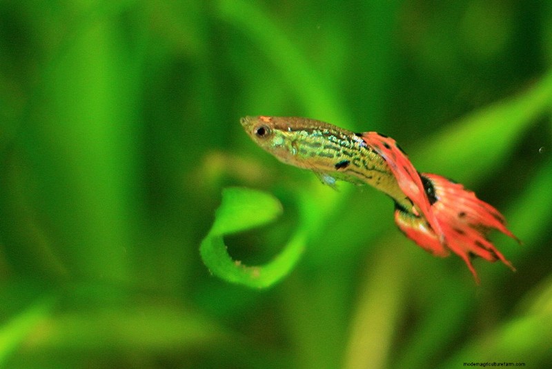How Long Do Guppies Live? (+10 Tips For Long Life)