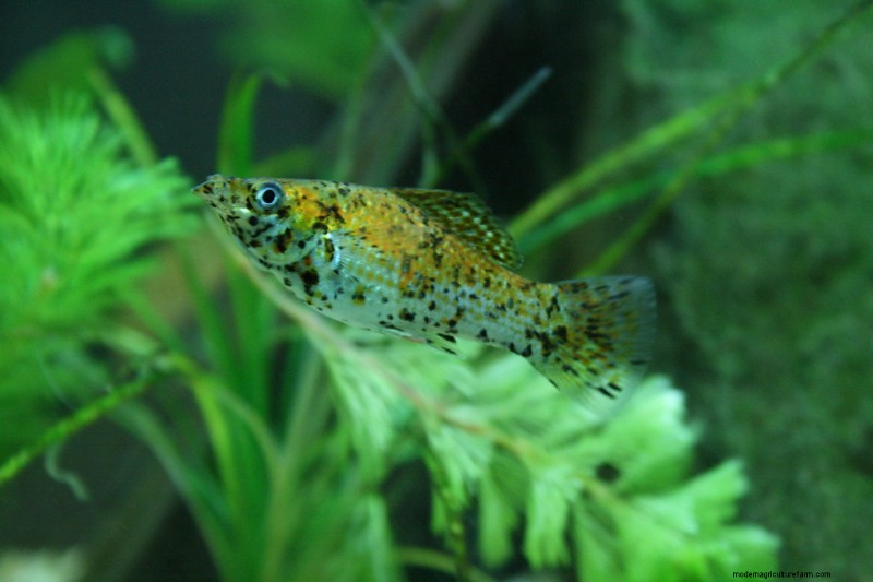 How to Maintain Ideal Molly pH Level in the Aquarium – Complete Guide