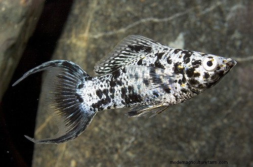 How to Maintain Ideal Molly pH Level in the Aquarium – Complete Guide