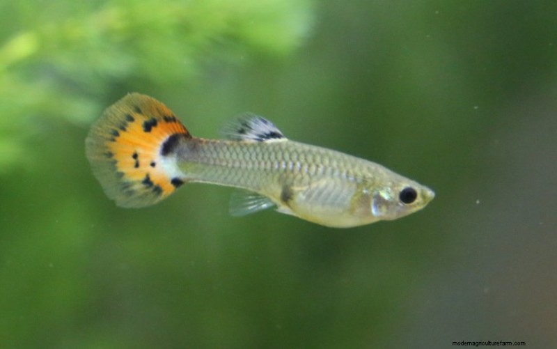 How to Maintain Guppy pH Levels – Tips and Tricks