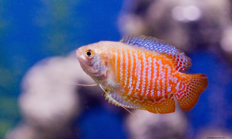Ideal Gourami pH Level (And How To Maintain It)