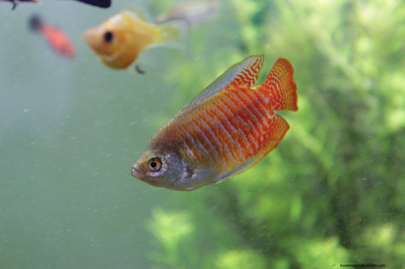 Ideal Gourami pH Level (And How To Maintain It)