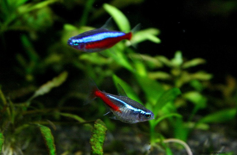 What You Need to Know About Ideal Cardinal Tetra pH Level