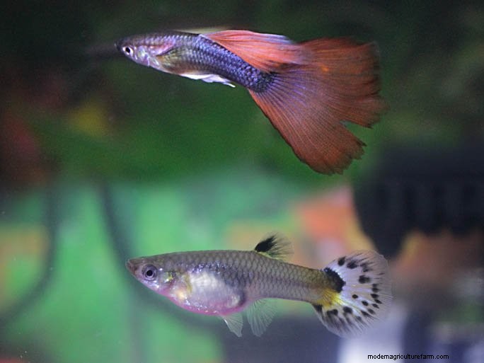 How To Tell If A Female Guppy Is Pregnant (Common Behavior)