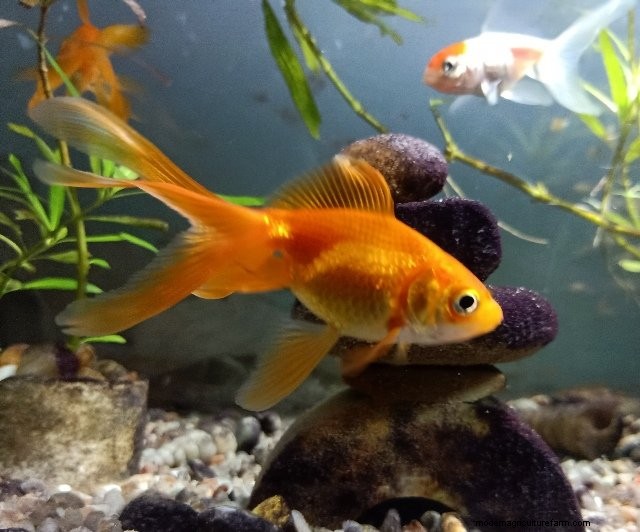 Can Goldfish Eat Bloodworms? (Caution Advised)