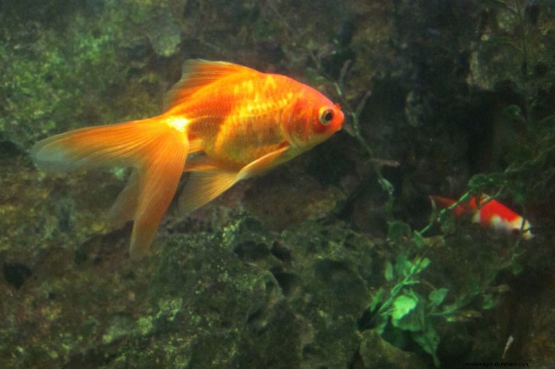 Are Goldfish Aggressive? (And How To Reduce Aggression)