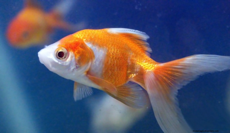 Cloudy Goldfish Tank (Causes, Prevention, Treatment & More)