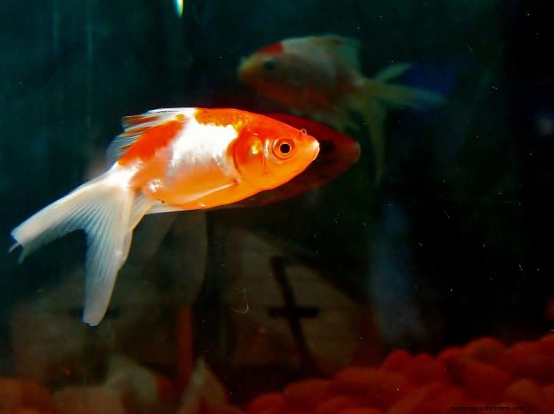 Can Goldfish Live Alone? (And Do Goldfish Get Lonely?)