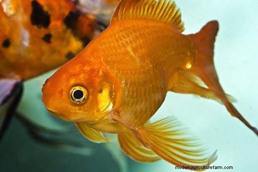 How Quickly Do Goldfish Grow? (& How To Make Them Grow Faster!)