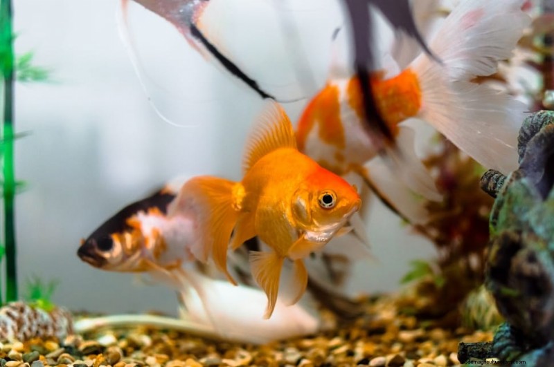 How Quickly Do Goldfish Grow? (& How To Make Them Grow Faster!)