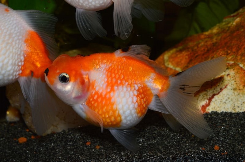 Goldfish Hole In The Head Disease (How To Save Your Fish!)