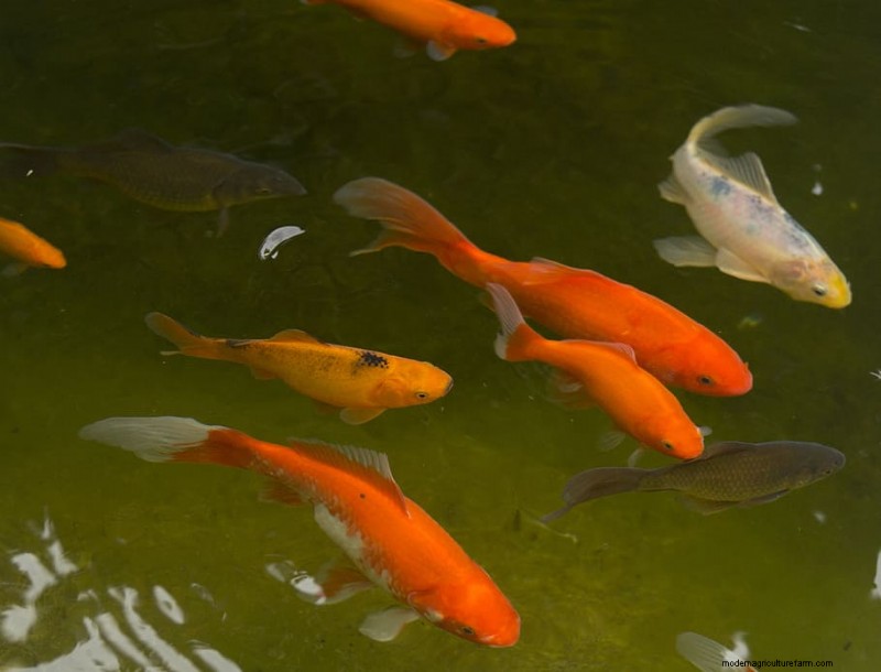 Do Goldfish Eat Tadpoles And Frogspawn?