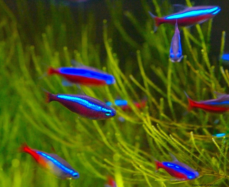 What Size Should A Neon Tetra Tank Be? (Why It Matters)
