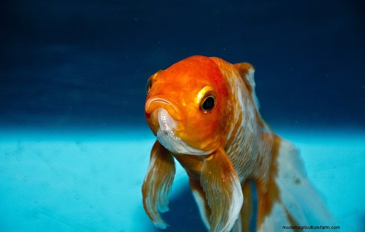 Why Is Your Goldfish At The Bottom Of The Tank? (12 Reasons)