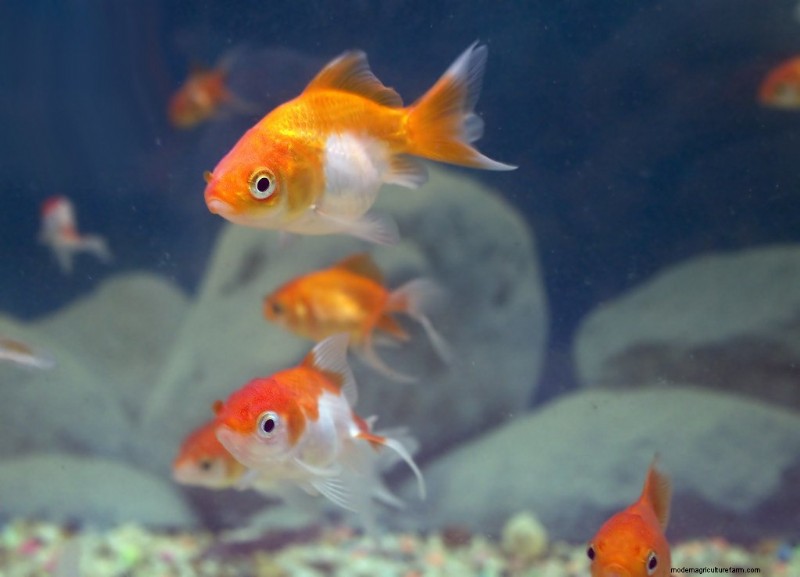 Why Is Your Goldfish At The Bottom Of The Tank? (12 Reasons)