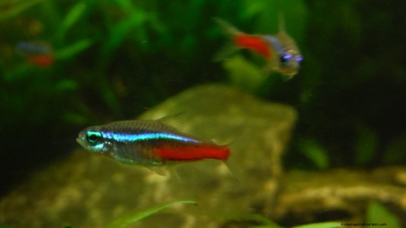 How Big Do Neon Tetras Get? (And How To Increase Size)