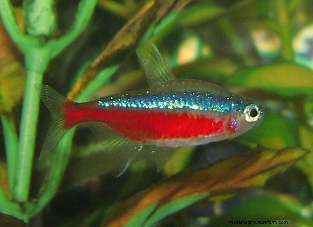 How Big Do Neon Tetras Get? (And How To Increase Size)