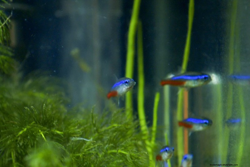 Are Neon Tetras Aggressive? (And Signs To Look For)