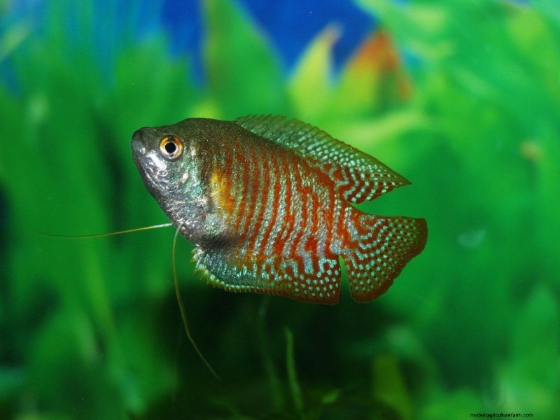 Are Gouramis Aggressive? (And How To Stop It)