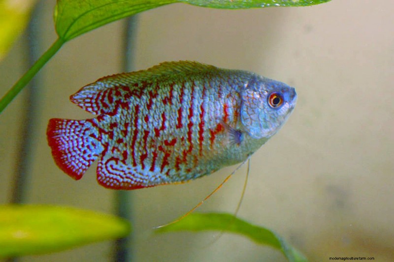 Are Gouramis Aggressive? (And How To Stop It)