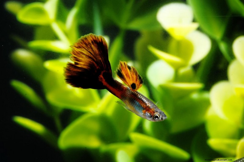 7 Reasons Your Guppy Is Dying & 5 Common Symptoms
