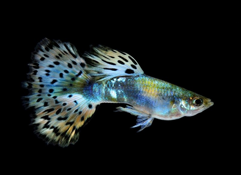 8 Reasons Your Guppy Isn’t Eating (And What To Do)