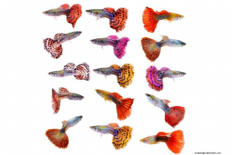 38 Different Guppy Types (And What They Look Like)