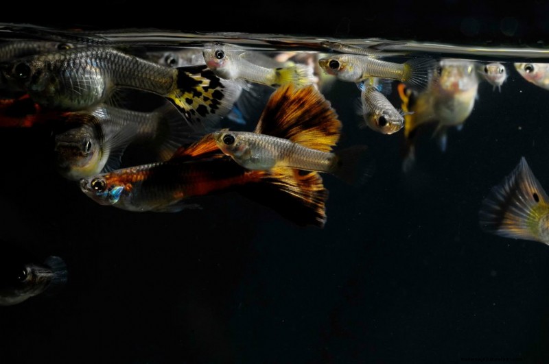 38 Different Guppy Types (And What They Look Like)