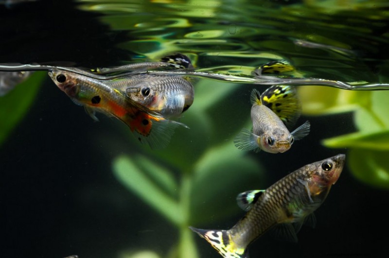 4 Reasons Your Guppy Has Disappeared & What It Means