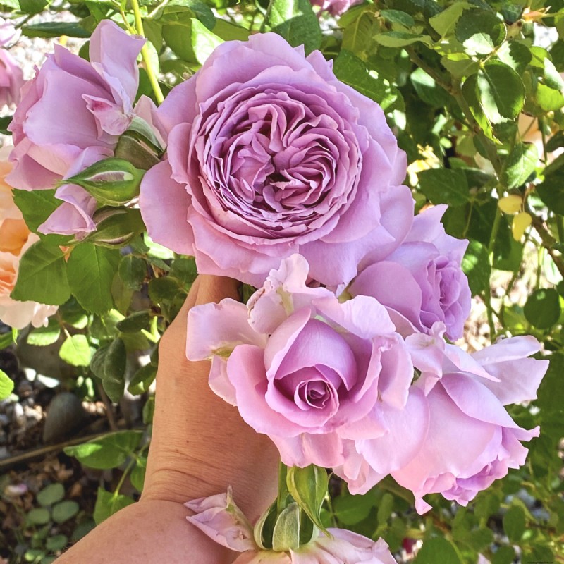 Sustainable Rose Care