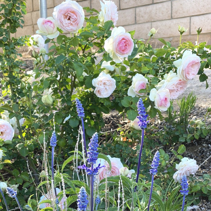 Sustainable Rose Care