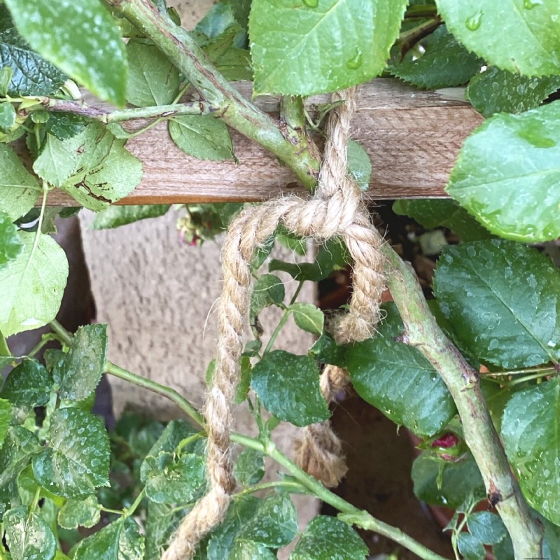 Sustainable Rose Care