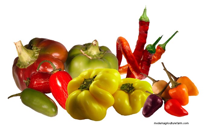 Introducing…the SESE blog!