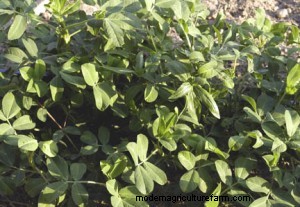 Growing Peanuts at Home