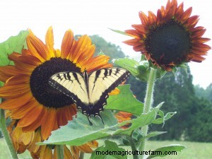 Here Comes The Sun(flowers)…