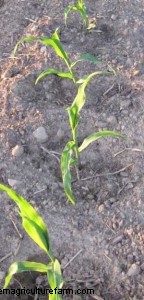 Why we wait to thin corn plants (‘til 4 inches!)