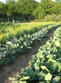 Fall & Winter Garden Planning